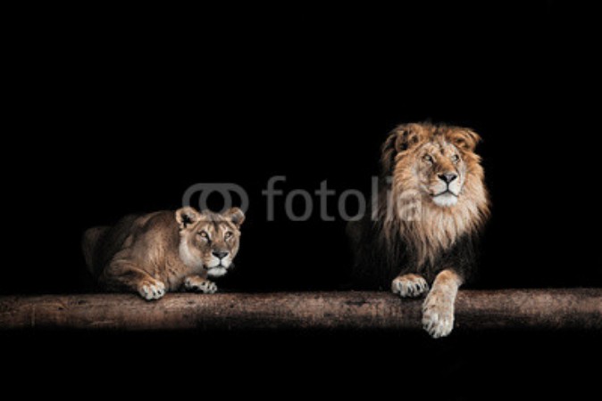 Bild von Lion and lioness, Portrait of a Beautiful lions, lions in the da