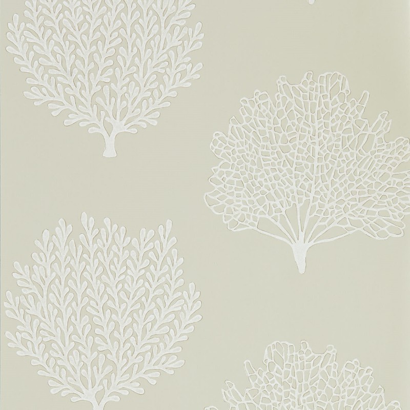 Image de Coraline Driftwood - DCOA216574