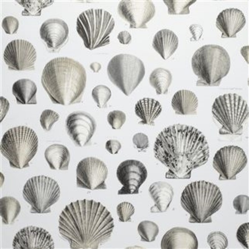 Picture of CAPTAIN THOMAS BROWNS SHELLS PEARL - PJD6000/03