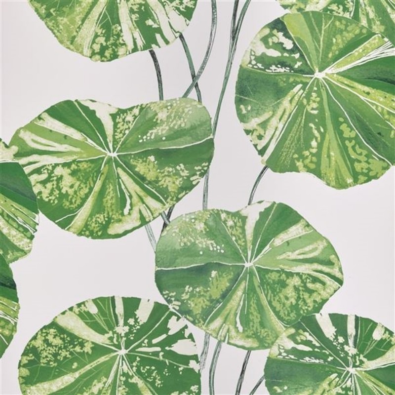 Picture of BRAHMI LEAF  - PDG1061/01