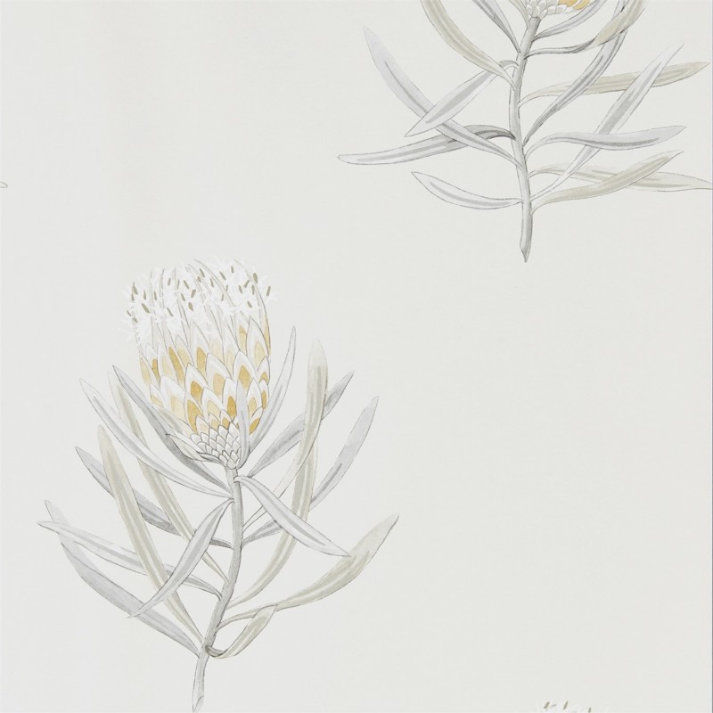 Image de Protea Flower Daffodil/Natural - 216328