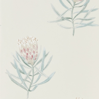 Bild på Protea Flower Porcelain/Blush - 216330