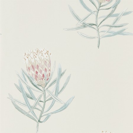 Slika Protea Flower Porcelain/Blush - 216330