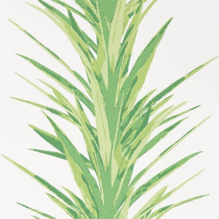 Image de Yucca Botanical Green - 216649