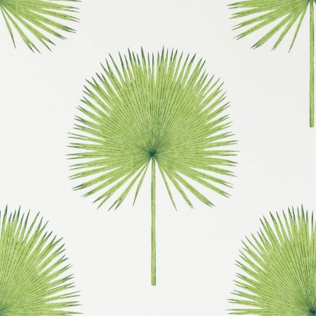 Image de Fan Palm Botanical Green - 216636