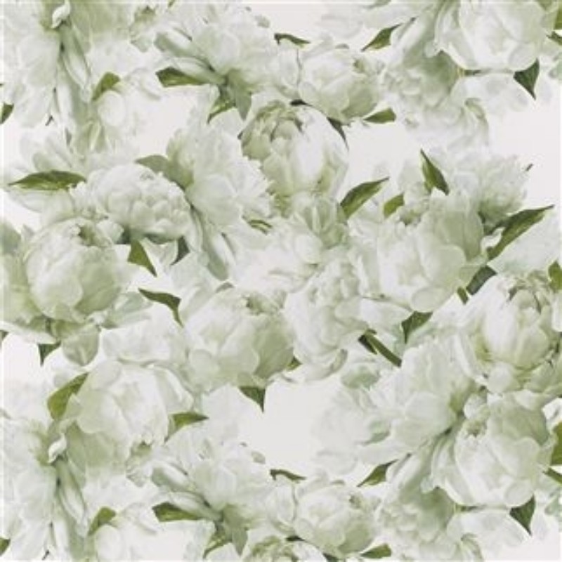 Afbeeldingen van PEONIA CHARTREUSE - PDG1094/03