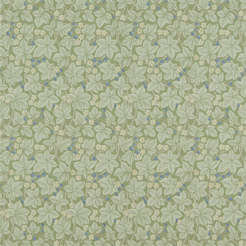 Picture of Bramble Thyme - DM3W214696