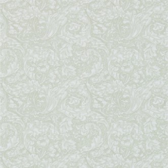 Image de Bachelors Button Ecru - DM3W214738