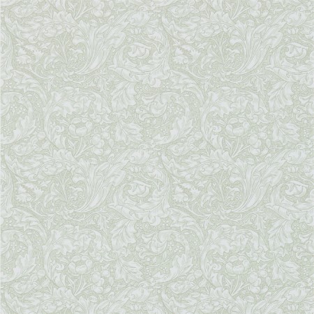 Image de Bachelors Button Ecru - DM3W214738