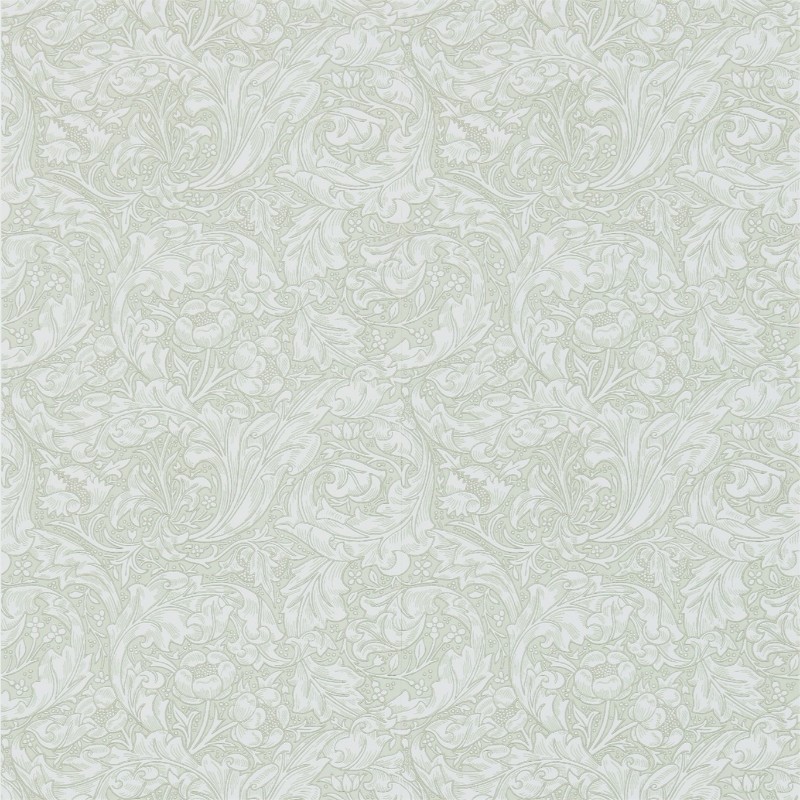 Picture of Bachelors Button Ecru - DM3W214738