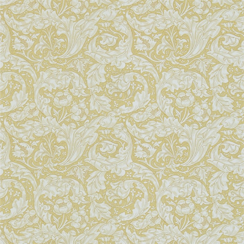 Picture of Bachelors Button Gold - DM3W214737