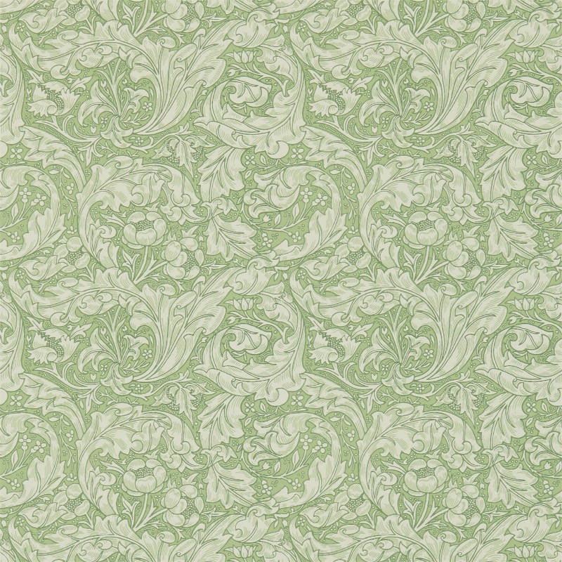 Picture of Bachelors Button Thyme - DM3W214736