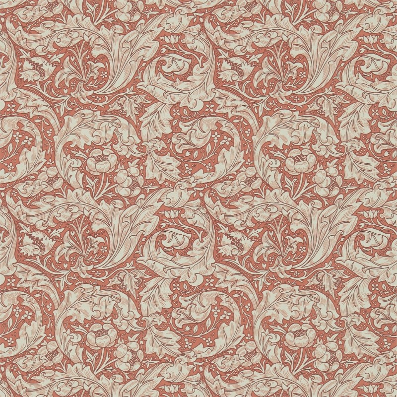 Bild på Bachelors Button Russet - DM3W214734