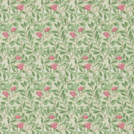 Image de Arbutus Olive/Pink - DM3W214720