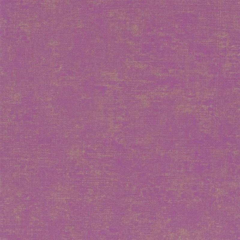 Picture of Cerato - Fuchsia - P604/20