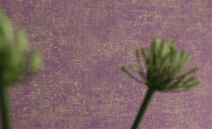 Picture of Cerato - Fuchsia - P604/20