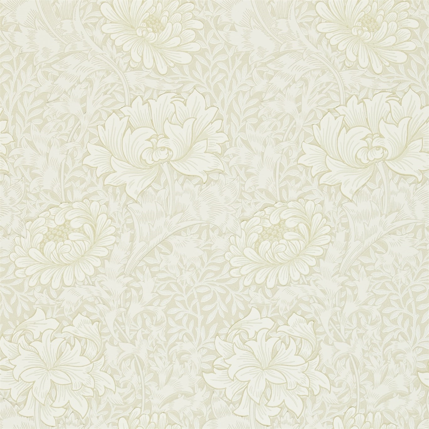 Picture of Chrysanthemum Chalk - 212546