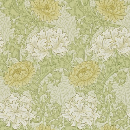 Afbeeldingen van Chrysanthemum Pale Olive - 212545