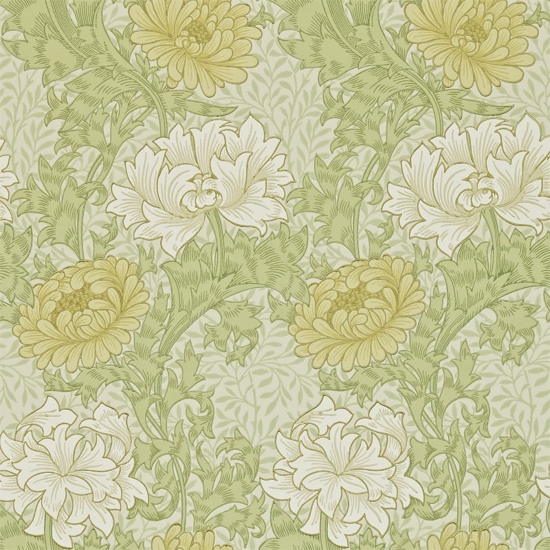 Bild von Chrysanthemum Pale Olive - 212545