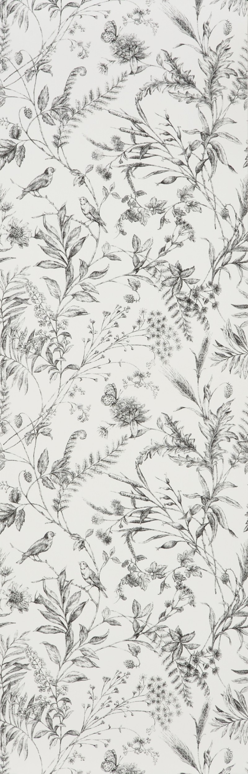 Bild på FERN TOILE - Etched Black - PRL710/04