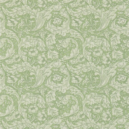 Image de Bachelors Button Thyme - DM3W214736