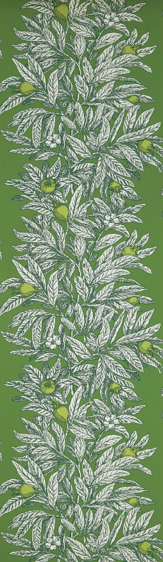 Picture of Medlar - W7458-05