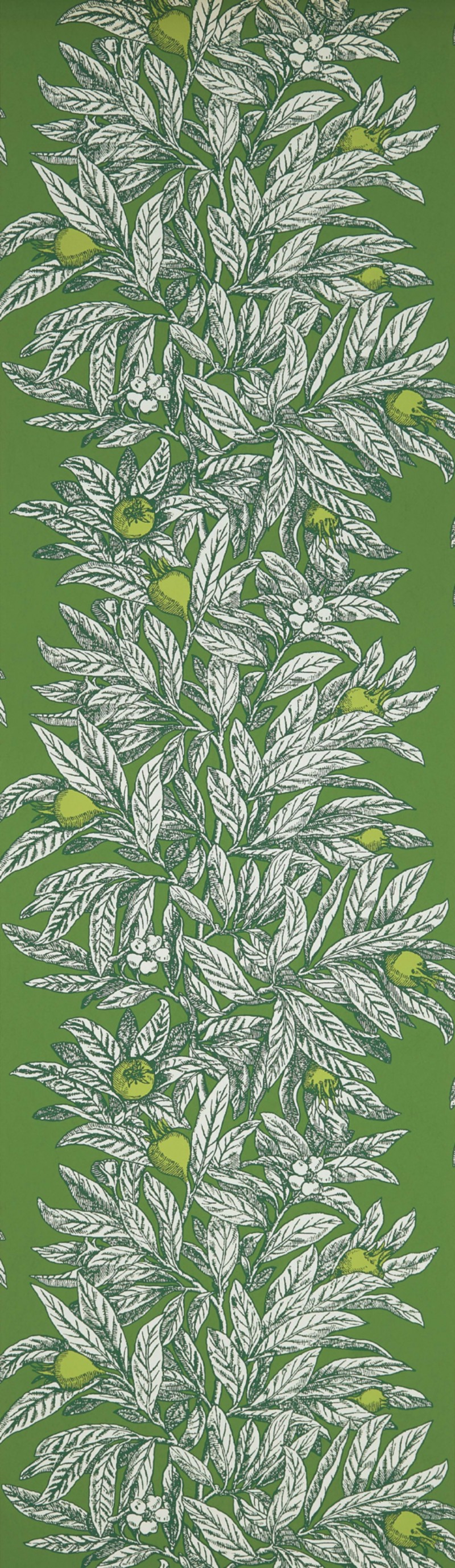 Afbeeldingen van Medlar - W7458-05