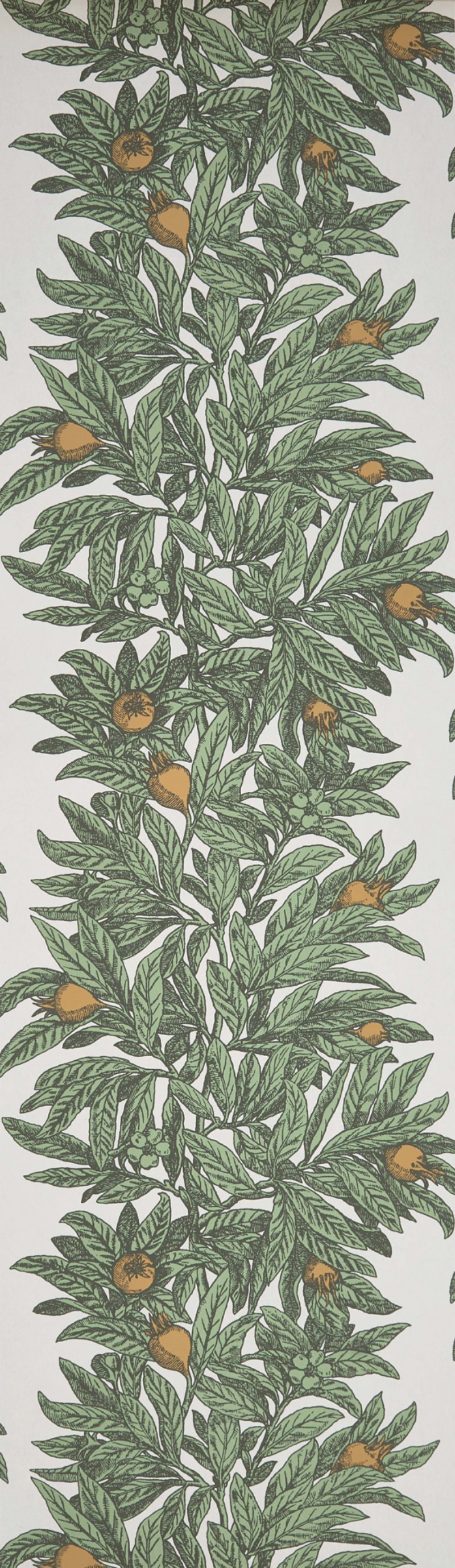 Picture of Medlar - W7458-04