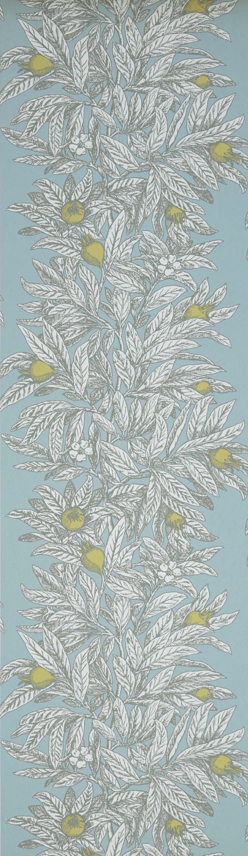 Picture of Medlar - W7458-03