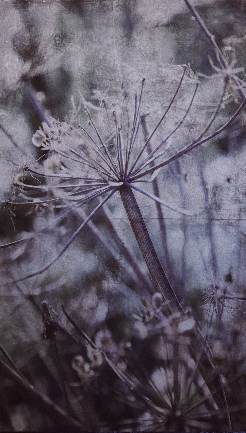 Bild på Lino - 379106