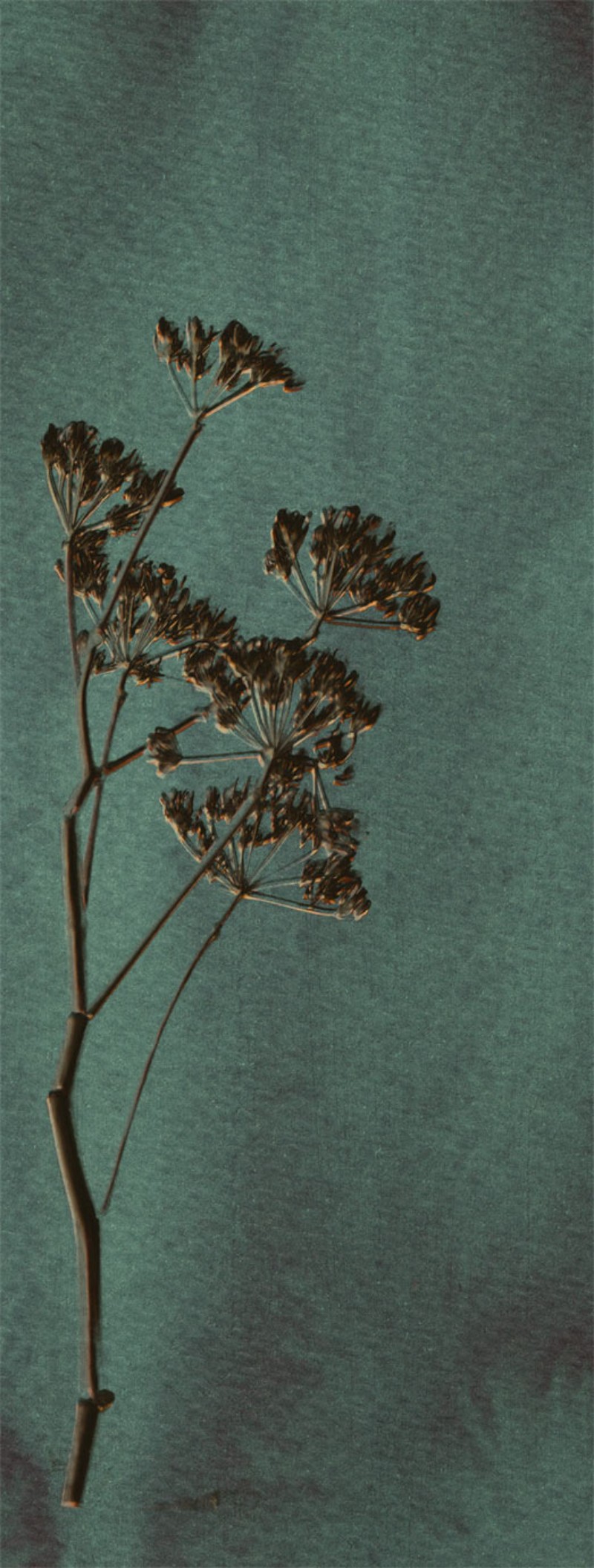 Picture of Lino - 379104