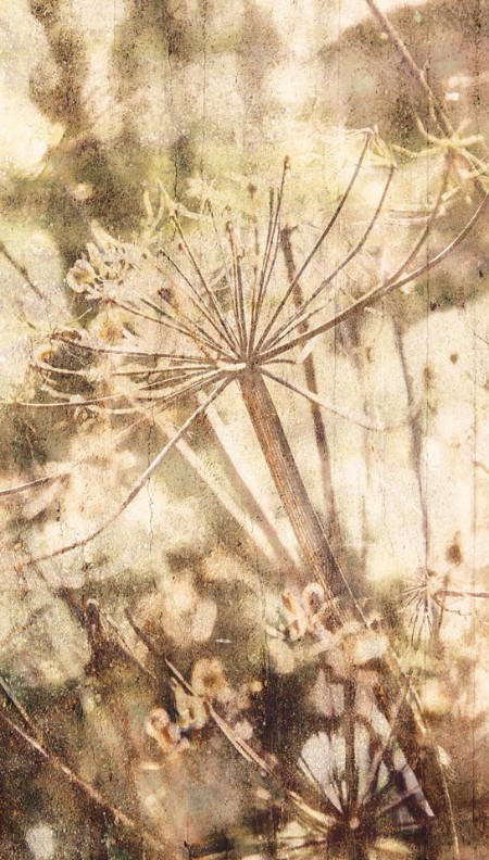 Afbeeldingen van Lino - 379102