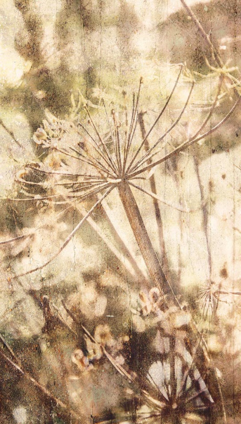 Picture of Lino - 379102