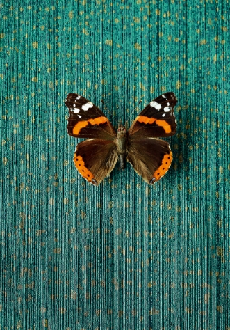 Afbeeldingen van Masterpiece - 358061