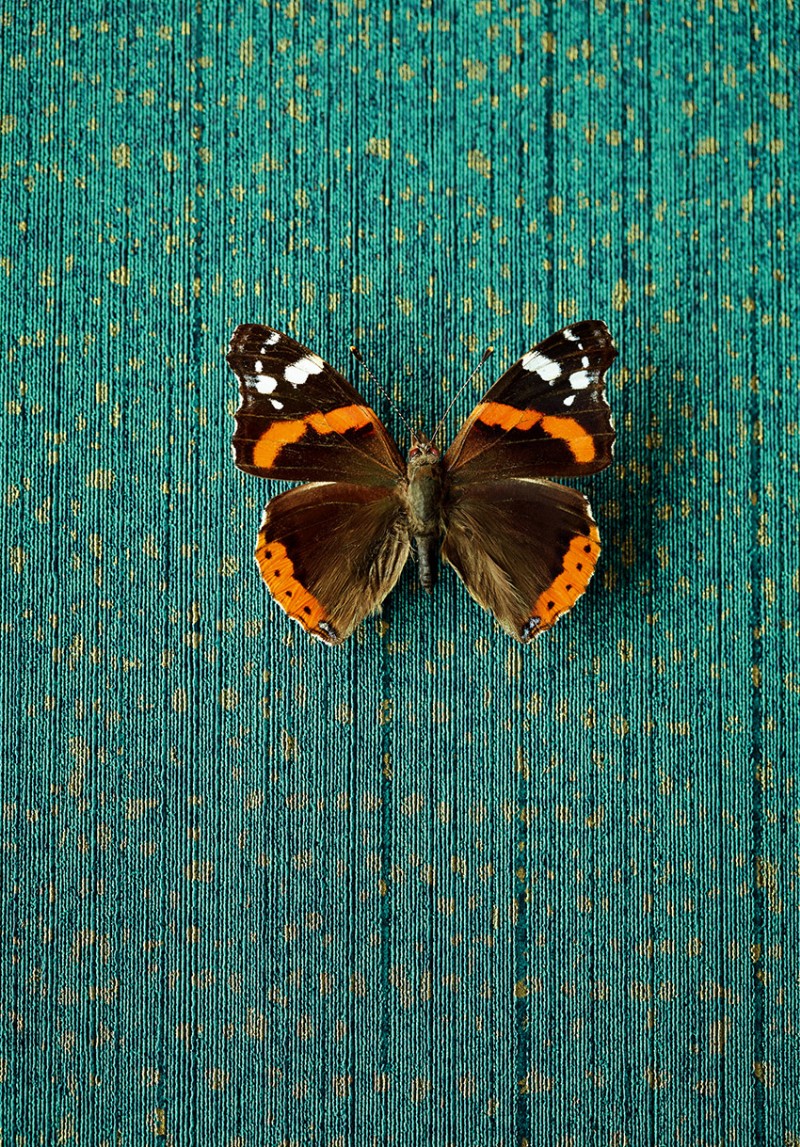 Picture of Masterpiece - 358061