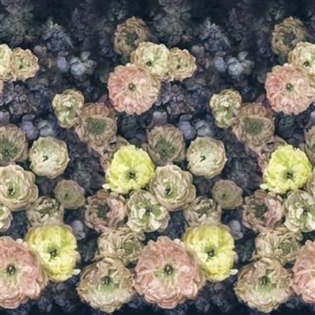 Image de LE POEME DE FLEURS MIDNIGHT - PDG1107/02