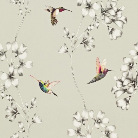 Picture of Amazilia - HAMA111062