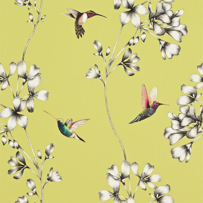 Picture of Amazilia Gooseberry - HAMA111061