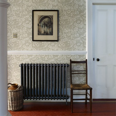 Image de Bachelors Button Ecru - DM3W214738