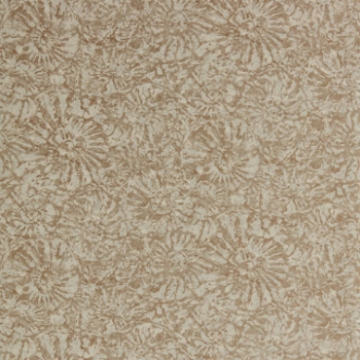 Picture of Ammonite - EANW112561