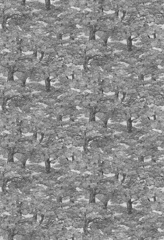 Image de Samburu Tree - 1193