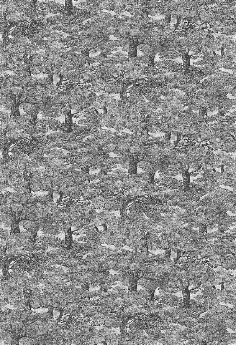 Slika Samburu Tree - 1193