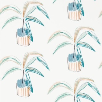 Picture of Crassula - 111990