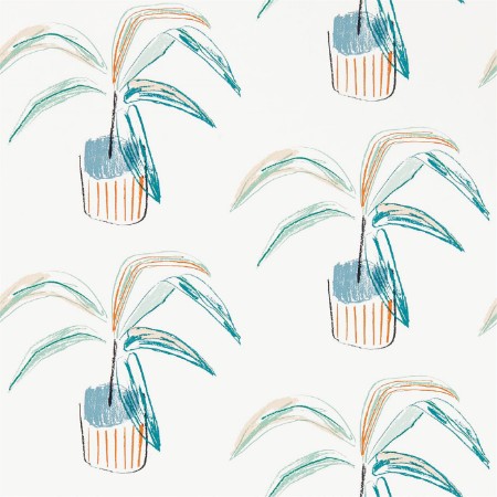 Picture of Crassula - 111990