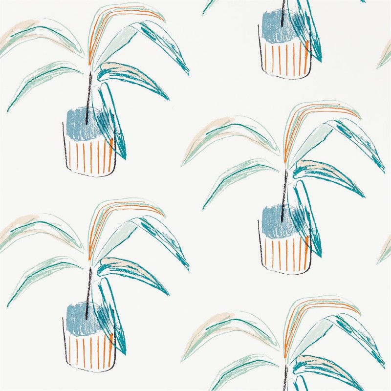 Picture of Crassula - 111990