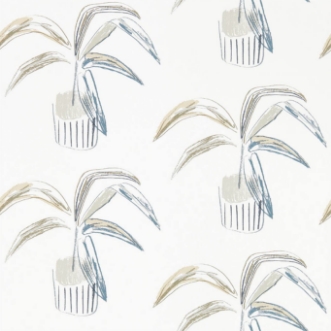 Afbeeldingen van Crassula - 111991