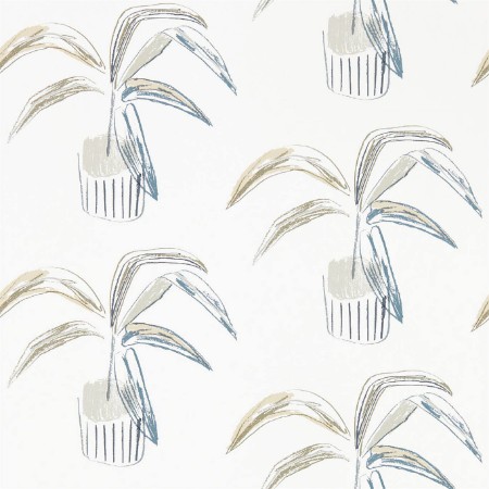 Picture of Crassula - 111991