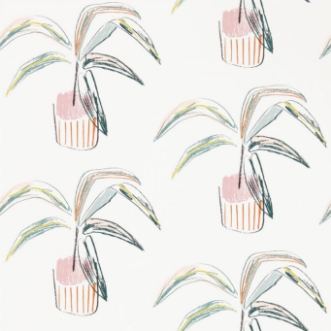 Picture of Crassula - 111992