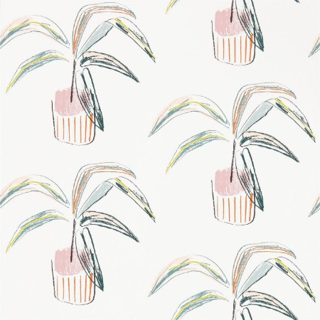 Picture of Crassula - 111992