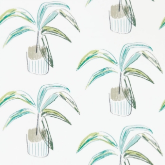 Image de Crassula - 111993